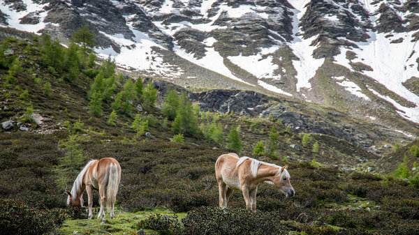 Beim Wandern im Ultental und Stilfserjoch Nationalpark sieht man Weidetiere wie Pferde, Kühe, Schafe und Ziegen.