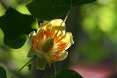 Tulpenbaum