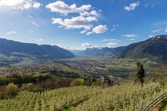 Das Panorama im Frühling mit Apfelblüte