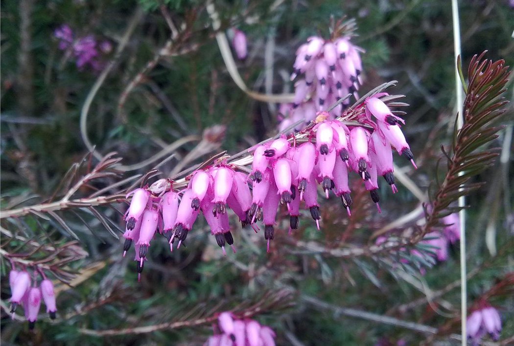 Blumen am Wegesrand