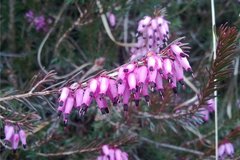 Blumen am Wegesrand