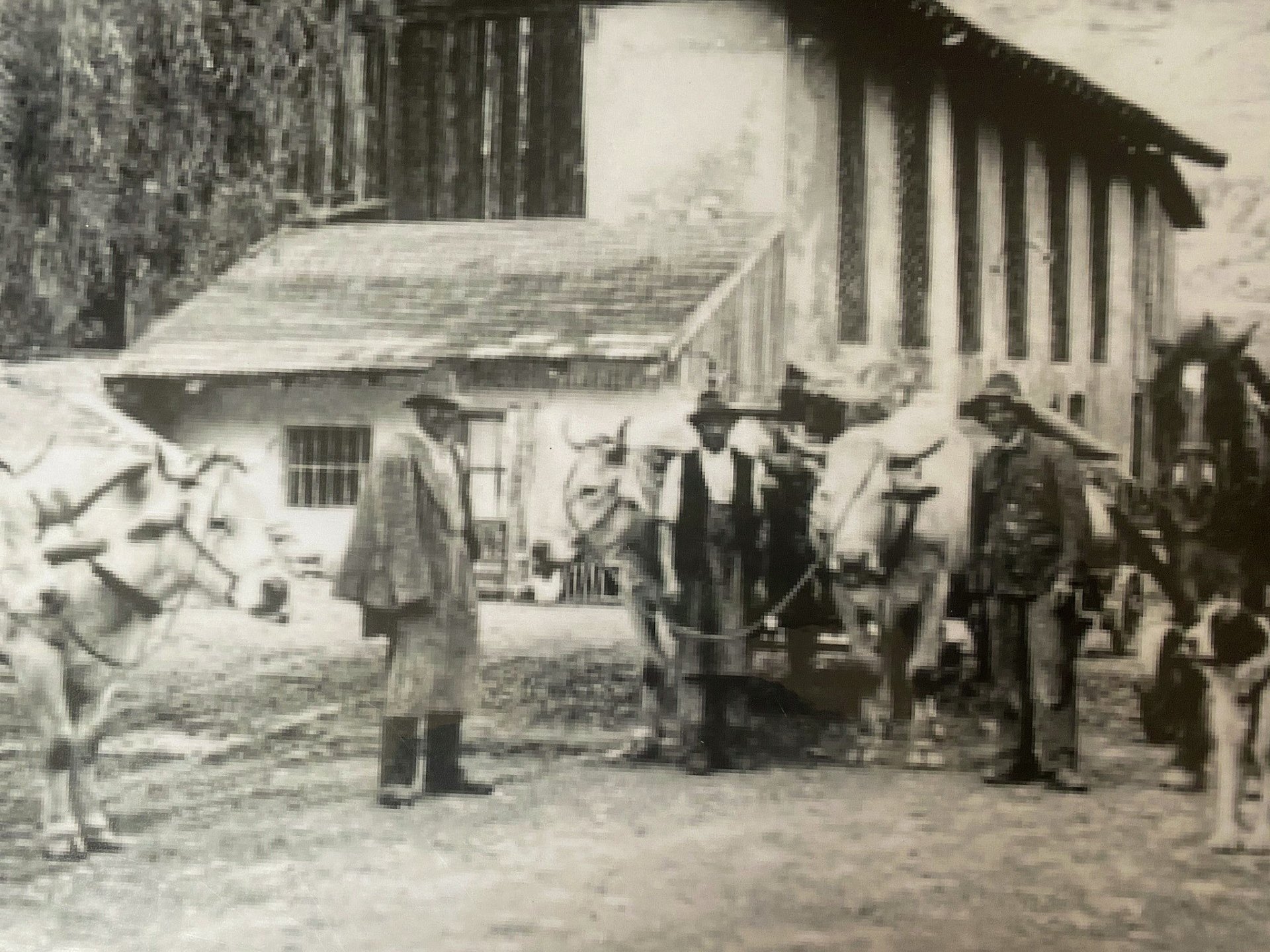 Vecchia fattoria a Plaus intorno al 1920 con cavalli e mucche per arare i campi.