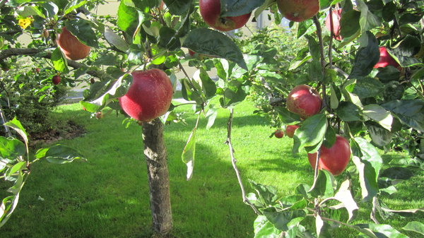 Apartments Zum Theater albero di mele nel giardino