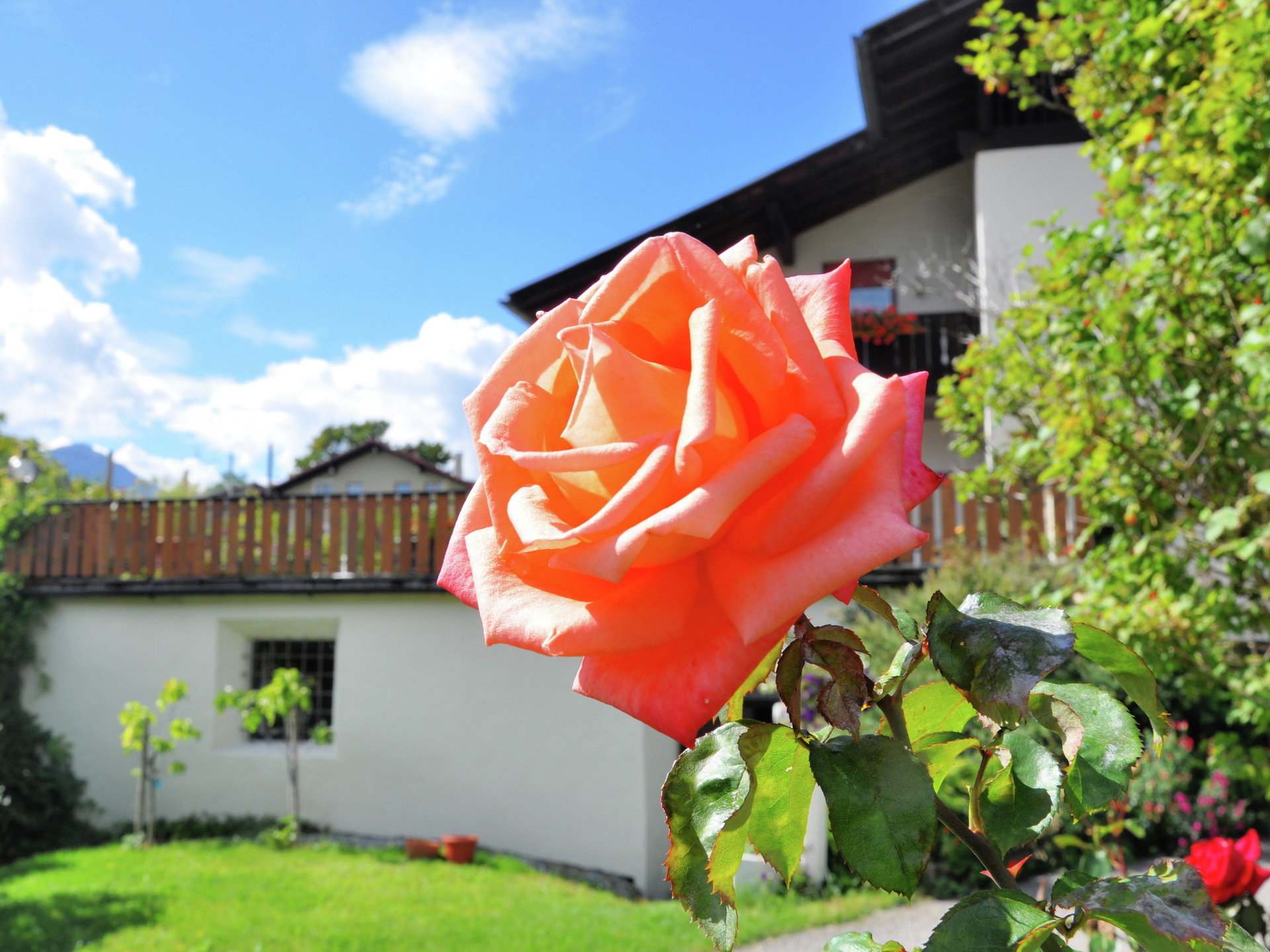 Rose rosse davanti alla Pensione Feldgärtenhof
