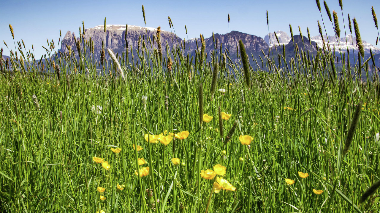 blooming meadow Renon
